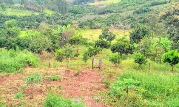 Fazenda Bela Vista (33)