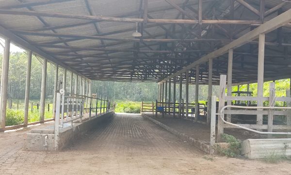 Fazenda Luiz (12)