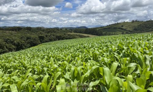 Fazenda Monte Carmo (8)
