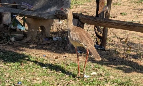 Fazenda no Fundo da Mata (19)