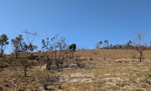 Fazenda no Fundo da Mata (20)