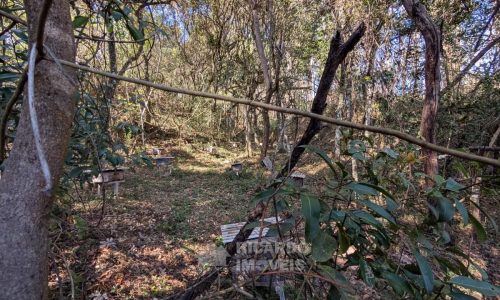 Fazenda no Fundo da Mata (23)