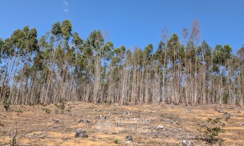 Fazenda no Fundo da Mata (27)