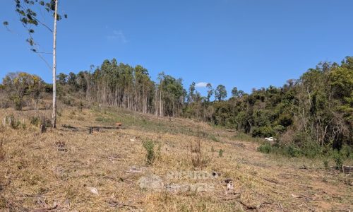 Fazenda no Fundo da Mata (28)