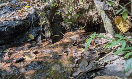 Fazenda no Fundo da Mata (29)