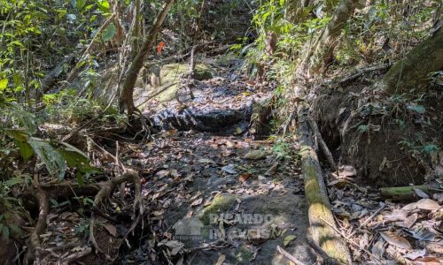 Fazenda no Fundo da Mata (30)