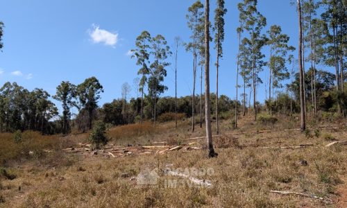 Fazenda no Fundo da Mata (34)