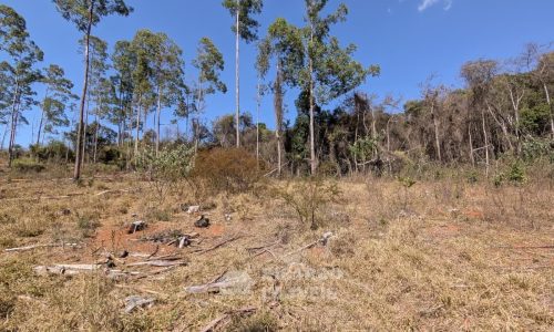 Fazenda no Fundo da Mata (36)