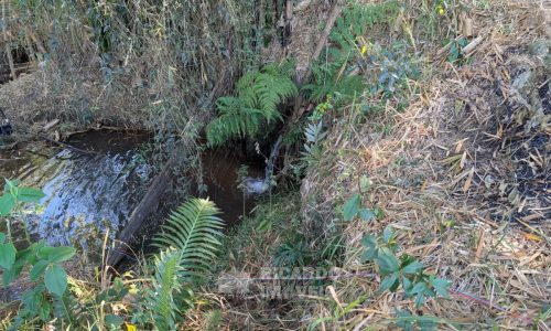 Fazenda no Fundo da Mata (37)