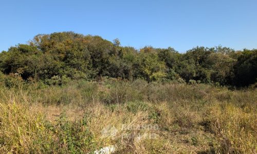 Fazenda no Fundo da Mata (45)