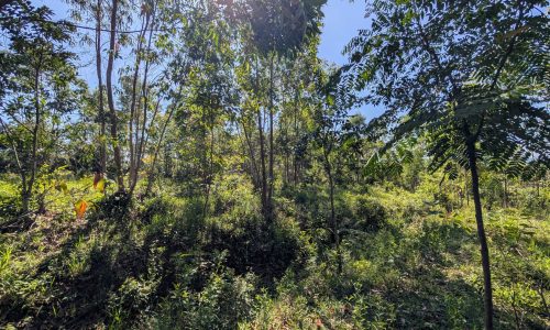 PXL_20250205_115302505