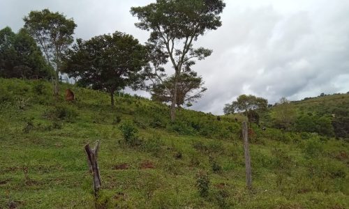 Terreno 3 km, 2 ha (26)