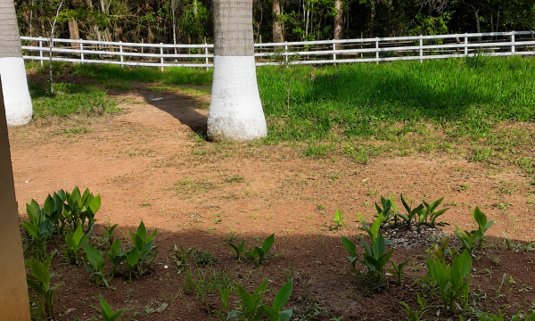 Terreno Beto Mata (6)