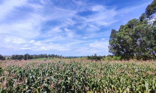 Terreno Fundo da Mata 19 ha (11)