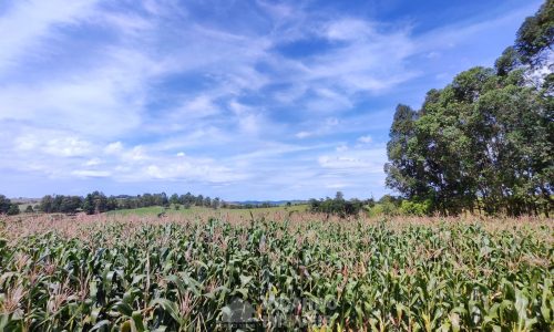 Terreno Fundo da Mata 19 ha (11)