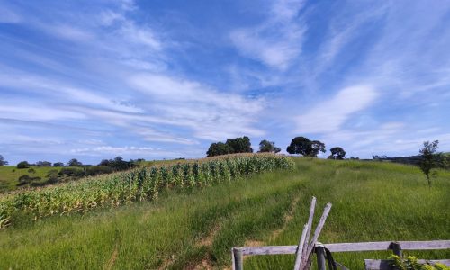 Terreno Fundo da Mata 19 ha (18)