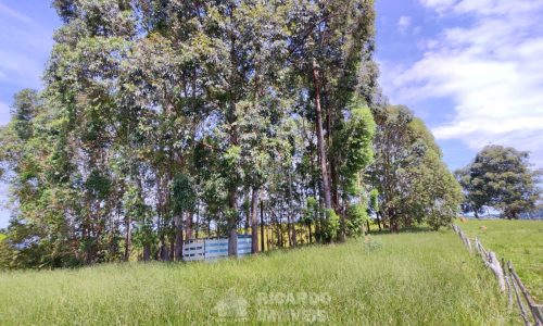 Terreno Fundo da Mata 19 ha (2)