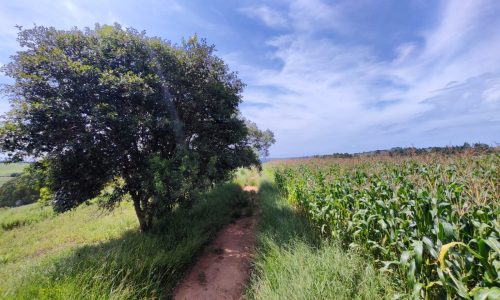 Terreno Fundo da Mata 19 ha (4)