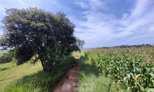 Terreno Fundo da Mata 19 ha (4)