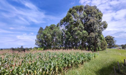 Terreno Fundo da Mata 19 ha (8)