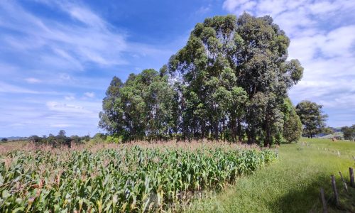 Terreno Fundo da Mata 19 ha (8)