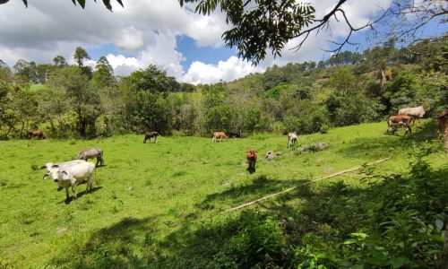 Terreno Rural Ostinho Pinga (10)