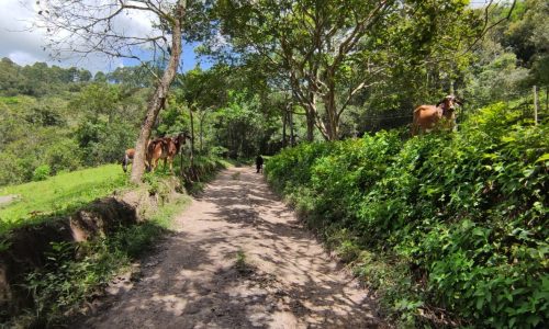 Terreno Rural Ostinho Pinga (12)