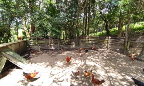 Terreno Rural Ostinho Pinga (15)