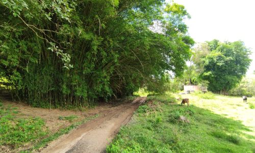 Terreno Rural Ostinho Pinga (19)
