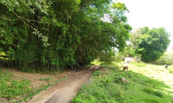Terreno Rural Ostinho Pinga (19)