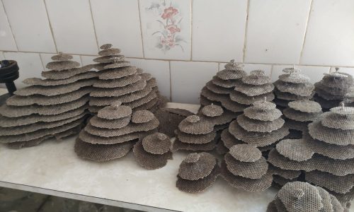 Terreno Rural Ostinho Pinga (20)