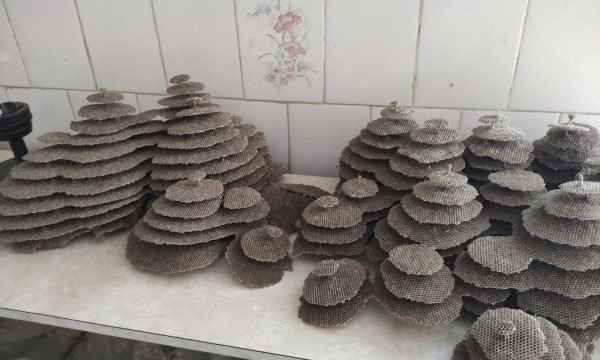Terreno Rural Ostinho Pinga (20)