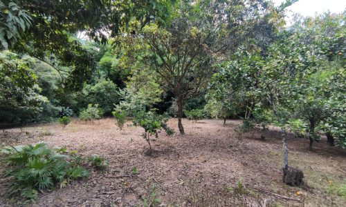 Terreno Rural Ostinho Pinga (27)