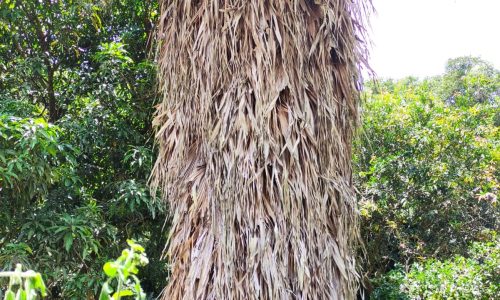 Terreno Rural Ostinho Pinga (30)