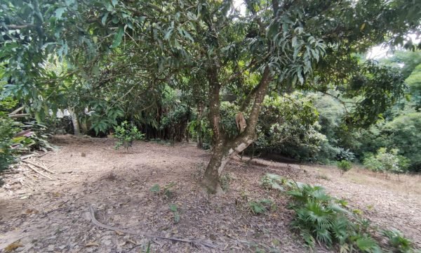 Terreno Rural Ostinho Pinga (51)