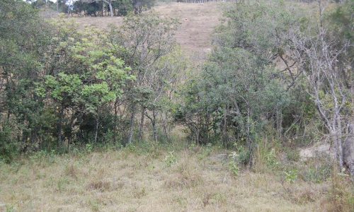 Terreno Rural de Otimo asseso (11)