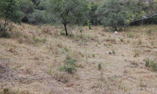 Terreno Rural de Otimo asseso (12)