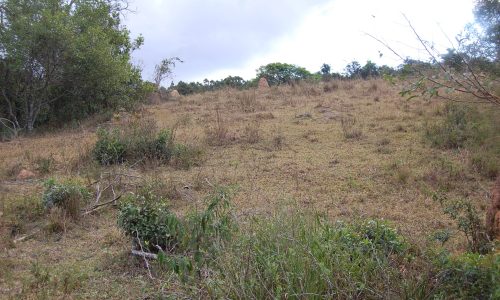 Terreno Rural de Otimo asseso (14)