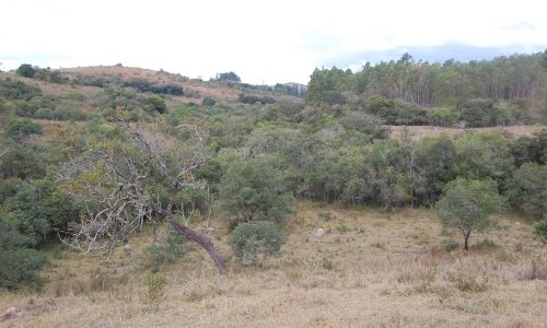Terreno Rural de Otimo asseso (15)