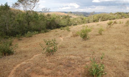 Terreno Rural de Otimo asseso (17)