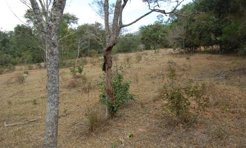 Terreno Rural de Otimo asseso (20)