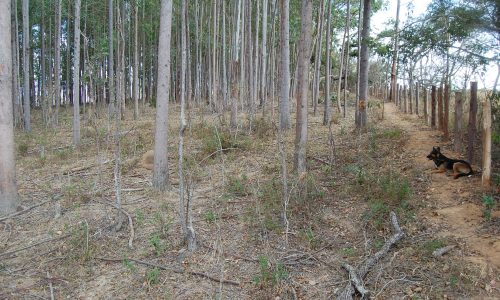 Terreno Rural de Otimo asseso (21)