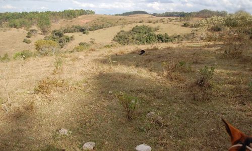 Terreno Rural de Otimo asseso (25)