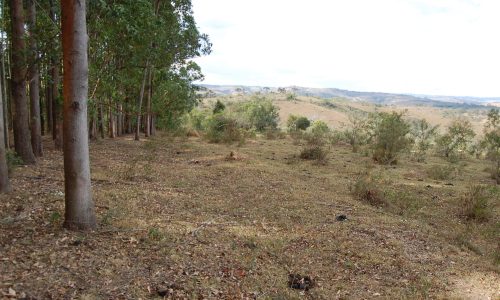 Terreno Rural de Otimo asseso (26)