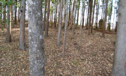 Terreno Rural de Otimo asseso (28)
