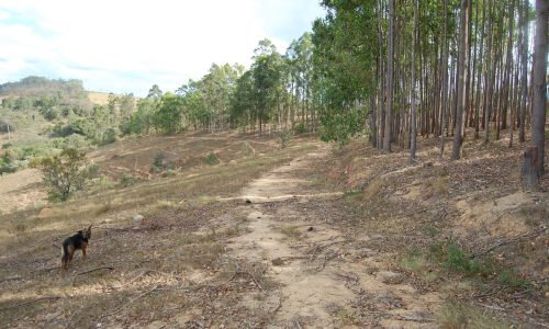 Terreno Rural de Otimo asseso (29)