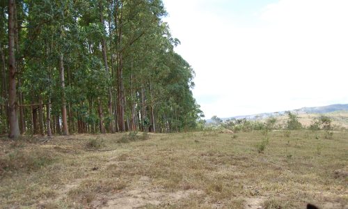 Terreno Rural de Otimo asseso (30)