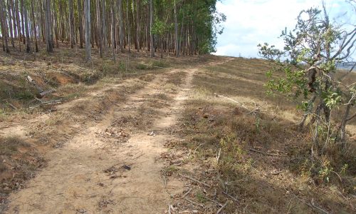 Terreno Rural de Otimo asseso (32)