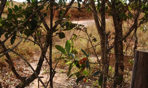 Terreno Rural de Otimo asseso (34)