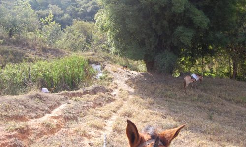 Terreno Rural de Otimo asseso (43)